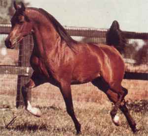 Árabes