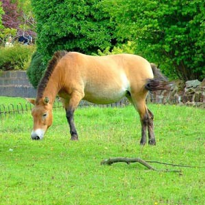 Przewalski